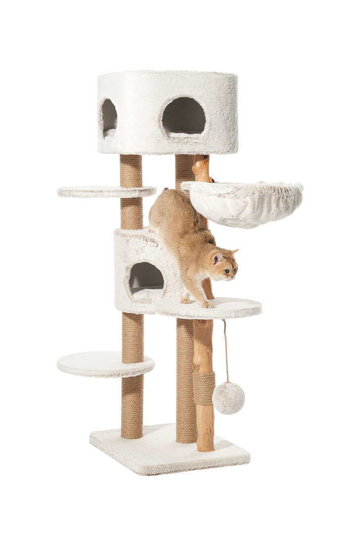 Nobby Kratzbaum Loya